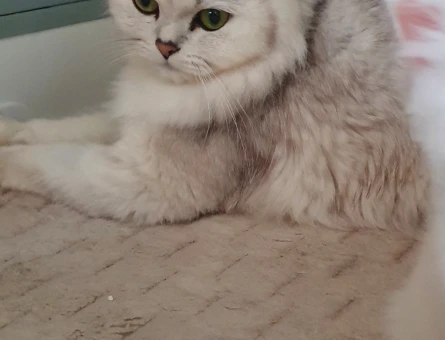 British Longhair 2 Yaşında Eş Arıyor - 118984646