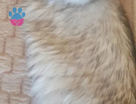 British Longhair 2 Yaşında Eş Arıyor