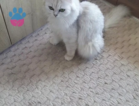 British Longhair 2 Yaşında Eş Arıyor