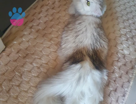 British Longhair 2 Yaşında Eş Arıyor