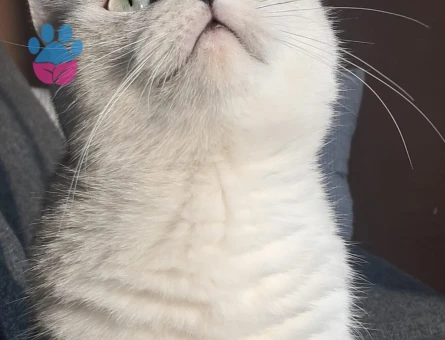 Dişi kedim için acil erkek kızgın kedi - 118984648