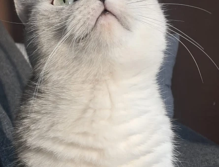 Dişi kedim için acil erkek kızgın kedi - 118984648