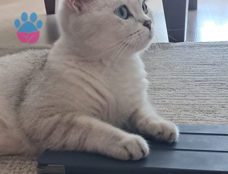 Dişi kedim için acil erkek kızgın kedi