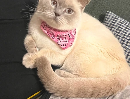 British Shorthair Kedime Eş Arıyorum - 118984649