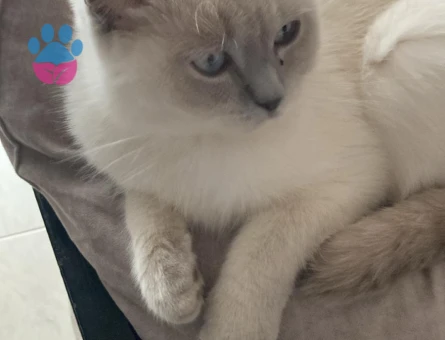 British Shorthair Kedime Eş Arıyorum