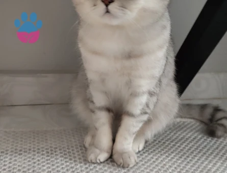 British Shorthair Duma Eş Arıyorum