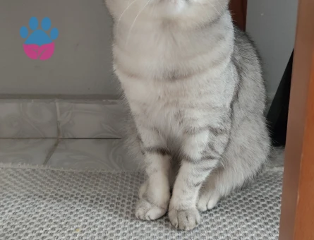 British Shorthair Duma Eş Arıyorum