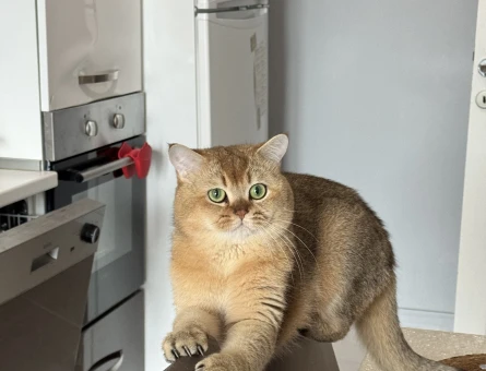 British Shorthair Erkek Kızgınlıkta - 118984651