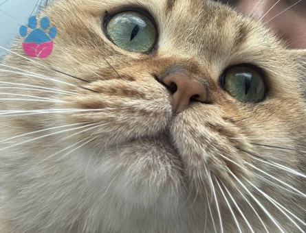 British Shorthair Erkek Kızgınlıkta