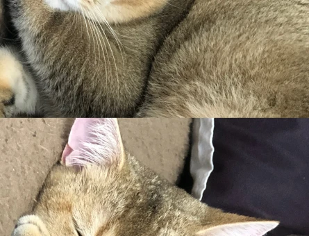 British Shorthair 1 Yaşında Eş Arıyor - 118971259