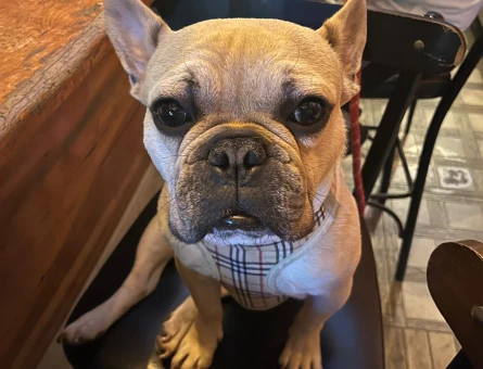 French Bulldog 3 Yaşında Eş Arıyor - 118971261