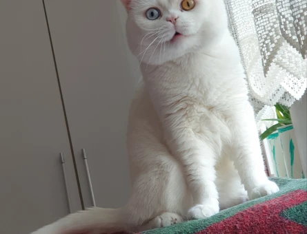 British Shorthair Aynı Cinsten Eş Arıyorum - 118971269