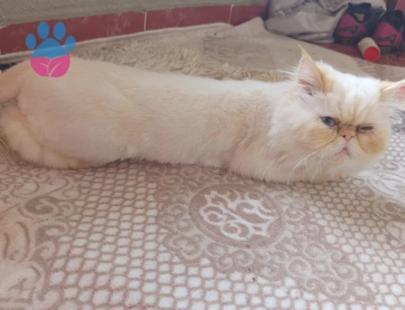 Kızıma eş arıyorum