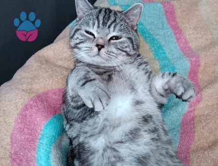 BRİTİSH SHORTHAİR