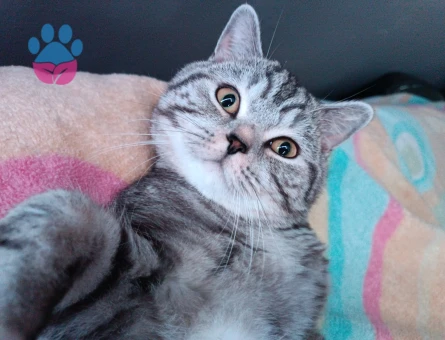 BRİTİSH SHORTHAİR