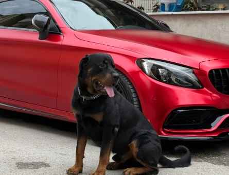2 Yaşında erkek Rottweiler için dişi arıyorum - 118979368