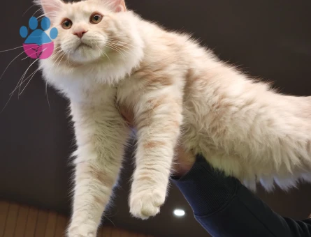 BULUTUMA EŞ ARIYORUM