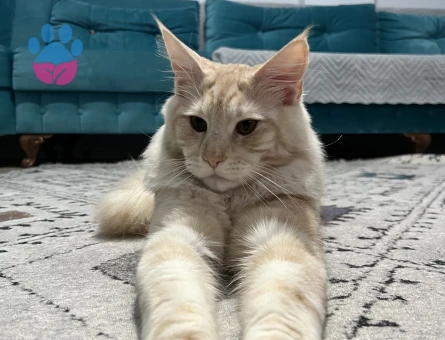 BULUTUMA EŞ ARIYORUM