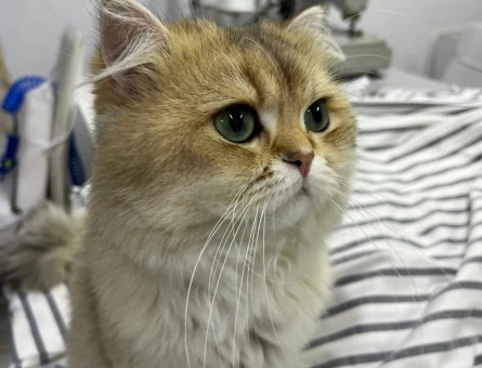 British Longhair Erkek kedimize eş arıyoruz - 118984930