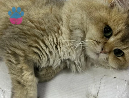 British Longhair Erkek kedimize eş arıyoruz - Görsel 3