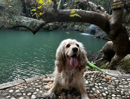 American Cocker Spaniel 5 Yaşında - 118984931
