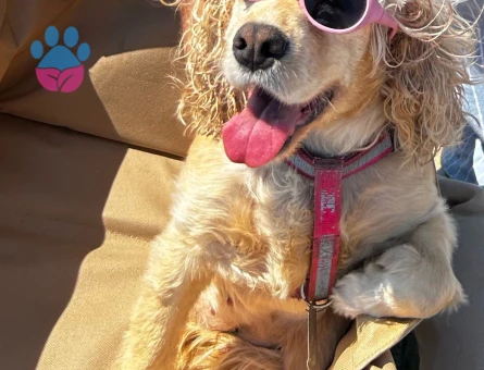 American Cocker Spaniel 5 Yaşında - Görsel 3