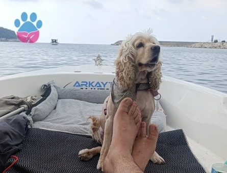 American Cocker Spaniel 5 Yaşında - Görsel 4