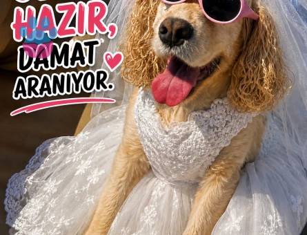 American Cocker Spaniel 5 Yaşında - Görsel 5