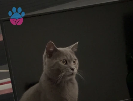 Leom için dişi british shorthair kedi - 118984933