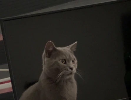 Leom için dişi british shorthair kedi - 118984933
