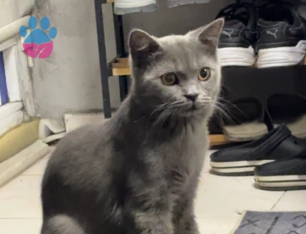 Leom için dişi british shorthair kedi - Görsel 3