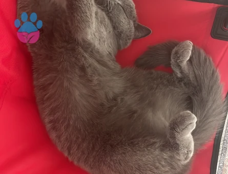 British Shorthair 3 Yaşında Eş Arıyor - 118984934