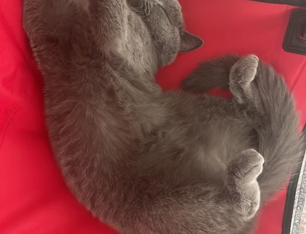British Shorthair 3 Yaşında Eş Arıyor - 118984934