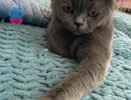 British Shorthair 3 Yaşında Eş Arıyor - Görsel 3