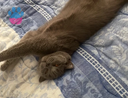 British Shorthair 3 Yaşında Eş Arıyor - Görsel 4