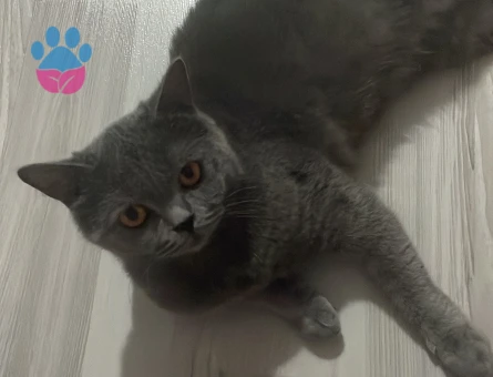 British Shorthair 3 Yaşında Eş Arıyor - Görsel 5