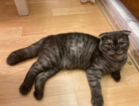 Scottish Fold Erkek Kedimize Eş Arıyoruz - 118971773