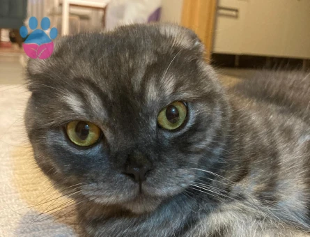 Scottish Fold Erkek Kedimize Eş Arıyoruz