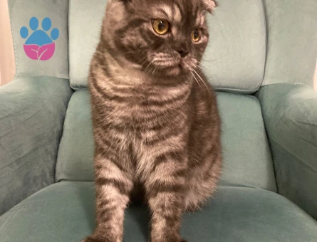 Scottish Fold Erkek Kedimize Eş Arıyoruz