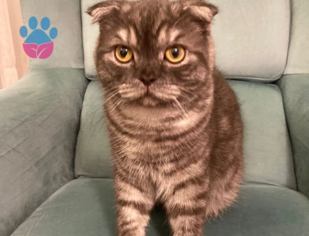 Scottish Fold Erkek Kedimize Eş Arıyoruz