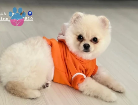 Poomeranian Boo 1 Yaşında Eş Arıyor