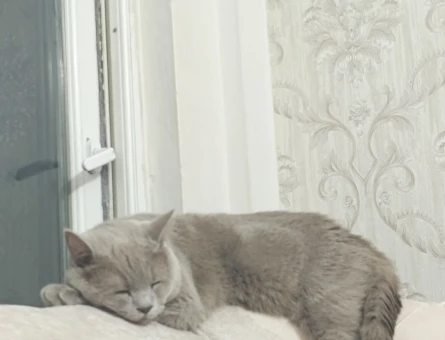 British shorthair 1 Yaşında Eş Arıyor - 118971787