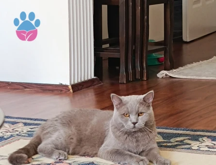 British shorthair 1 Yaşında Eş Arıyor