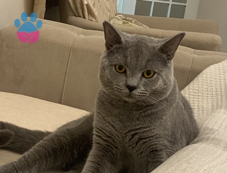 Oscar’a eş arıyoruz