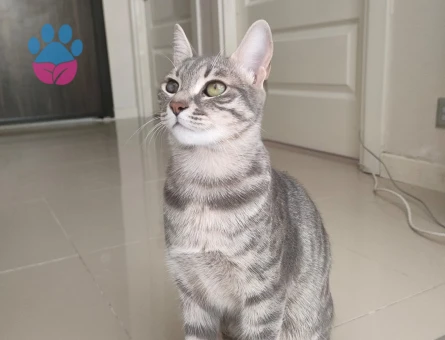 Kızıma eş arıyorum