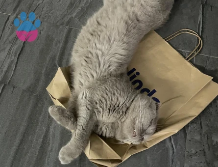 Yakışıklı prensimize eş arıyoruz