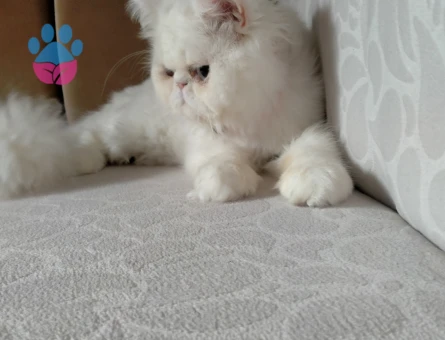 Beyaz İran kedisi cinsi oğlum kendine eş arıyorur