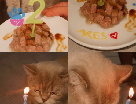 British Shorthair Oğlumuza Eş arıyoruz - Görsel 2