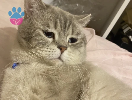 British Shorthair Oğlumuza Eş arıyoruz - Görsel 3