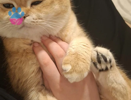 British Shorthair Erkek Kedim Eş Arıyor - Görsel 2